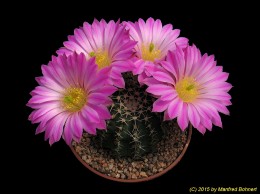 Echinocereus pulchellus v. venustus 724